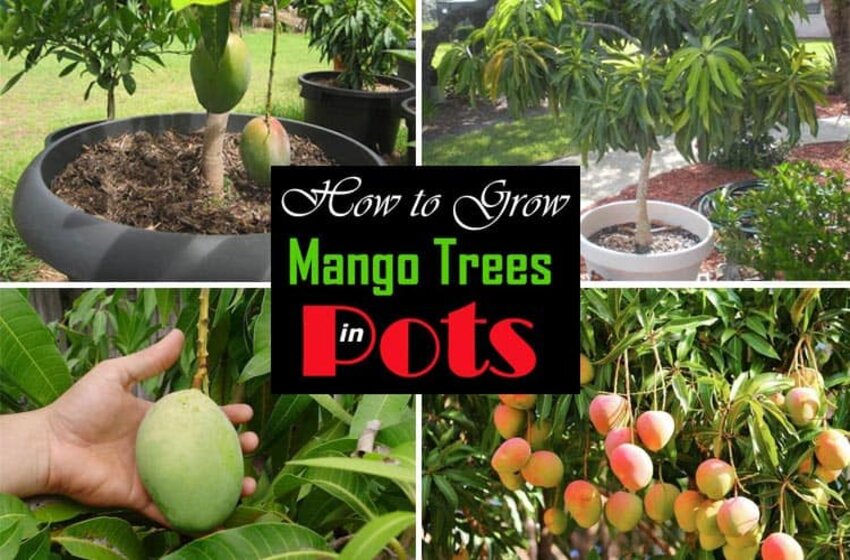  How To Grow Mango Trees At Home And Establish Your Startup?