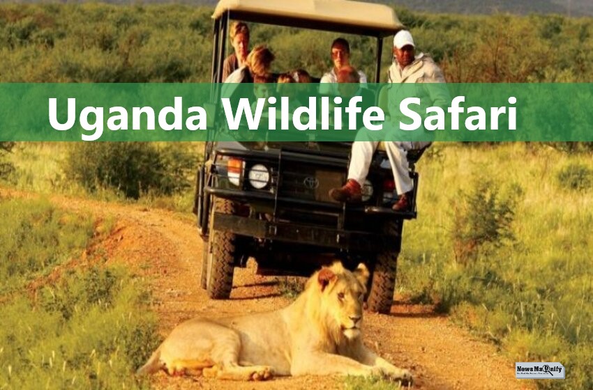  3 Spots You Should Never Miss In Uganda Wildlife Safari