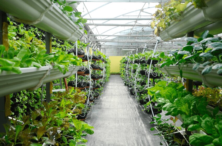  Explore The Best Indoor Farming Startups For Upcoming Years