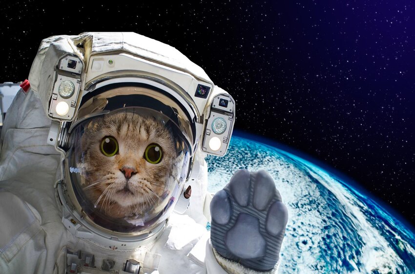  How Important Are Animals In Space Still Now?