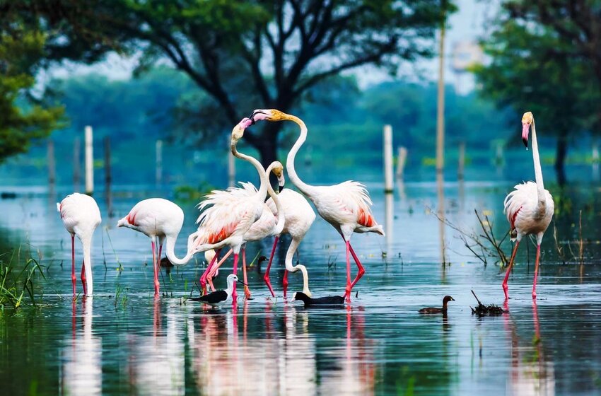  6 Famous Bird Sanctuaries In India You Should Visit