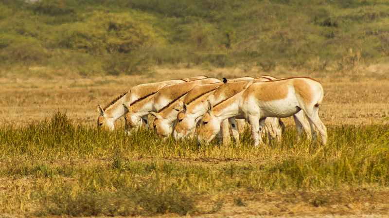 indian-wild-ass-sanctuary