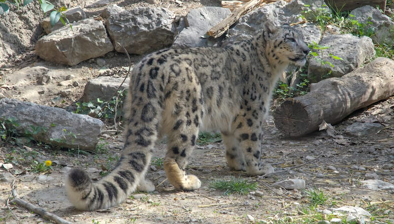 karakoram-wildlife-sanctuary