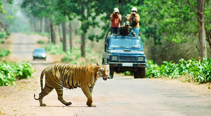 koyna-wildlife-sanctuary