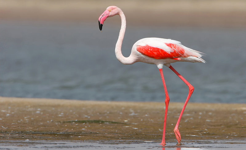 kutch-desert-wildlife-sanctuary