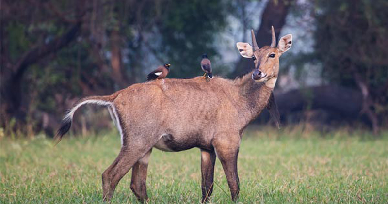 tamor-pingla-wildlife-sanctuary