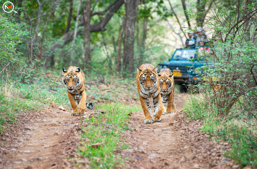 wildlife-sanctuary-in-india