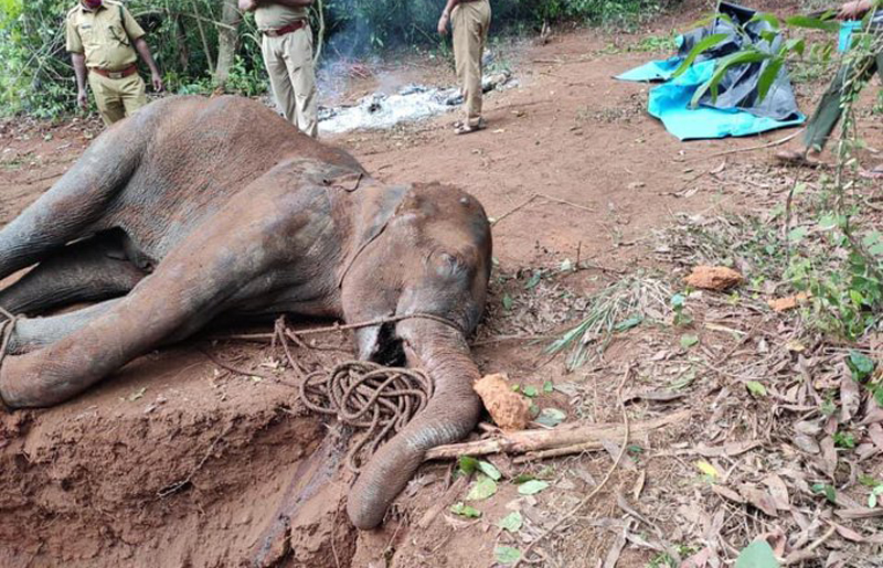 elephant-cruelty-kerala